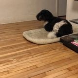 Your pups home away from home