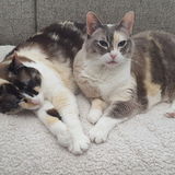 Located in Calgary and Interested In Pet Sitting, Dog walking and overnight care for your pets!