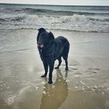 Rescue dog specialist