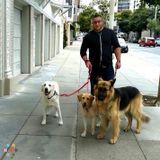 Runaround Hound Dog Walking Service