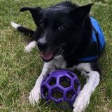 My name is Jessica, I'm a university Student that would love to care for your animals!