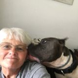 Disciplined Pet Sitting Available Now!