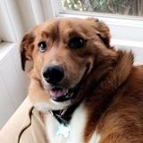 Petsitter, Absolutely love animals!