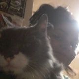 Animal loving pet sitter, dedicated, honest, just looking for a job doing what I love