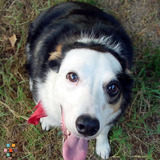 Not just dogs! Cats, birds, ferrets & other critter care!