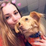 Interested In Palm City Pet groomer/Walker/sitter , Florida Jobs