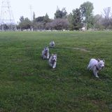Disciplined dog Sitting Professional in Alhambra, California
