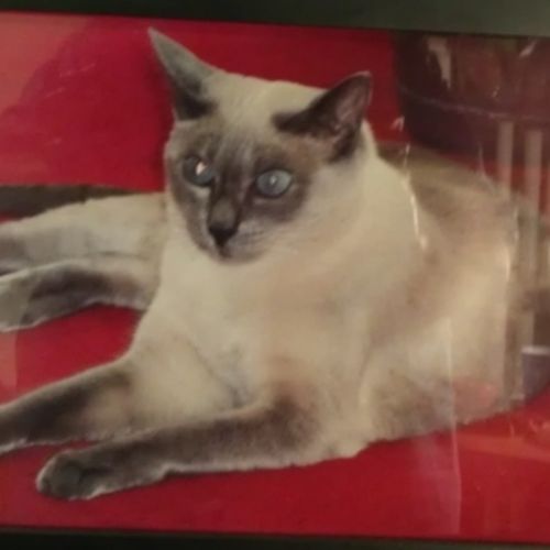 House Sitter Provider Jennifer J's Profile Picture