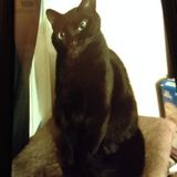 Pet Sitter For Your Cats