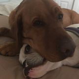 Dog sitter needed