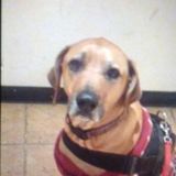 Wonderful Pet Sitting loving night all week weekend an holidays available . Call ready to work asap