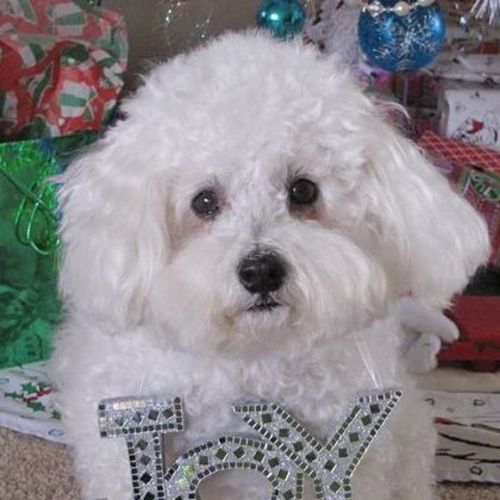 Pet Care Job Shaun L's Profile Picture