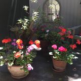 Please water my garden plants while I am out of town