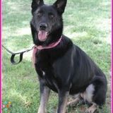 Evening/Night Pet Care Needed 9/26 & 9/27