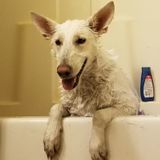 Pet Sitting/Walking Available Now!