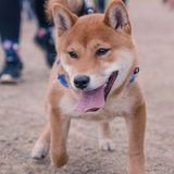 Looking for pet boarding for 3 weeks!