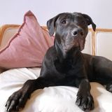 Looking for a dog sitter who can take care of our pup for 3 months
