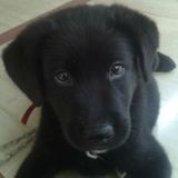 Great Pet lover