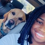 Dog Sitter