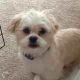Puppy care while on vacation