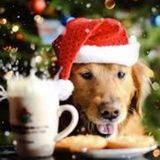 Interested In a Pet Trainer Opportunity in Yukon