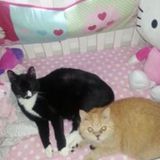 Pet Caregiver with Experience