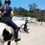 Valencia, CA dog, cat, and horse caretaker and trainer.