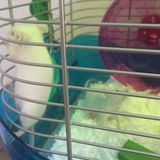 Mice sitting Wanted in Corona