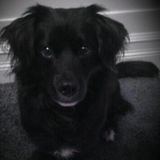 Dog Care in PG!