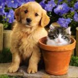 Pet Time Home/On the Go