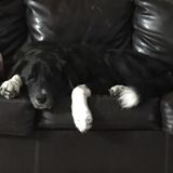 Periodic Pet Sitting in Ardmore area