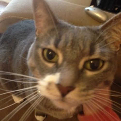 Pet Care Provider Claudia O's Profile Picture