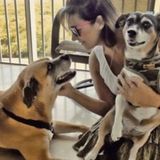 Dog walker and all pets cared for at your home