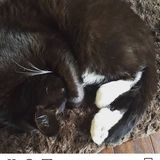 Grass Valley - Nevada City Pet Sitter, exotic pets included