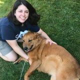 Troy Pet Sitter Interested In Being Hired in New York