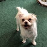 mature adult who loves animals wanting to join in on the fun. I have a totally fenced yard with one dog. No children