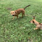 Des Moines Pet and Home Sitter