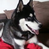 Doggy in-house sitter while I am away Dec 5 - Dec 25th 2018