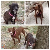 Need in home pet sitter for 1week. Short notice!