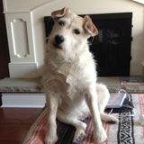 Hi There,
I'm Aerin Hendry. I'm Interested in working as a pet sitter or dog walker for your pet/pets.