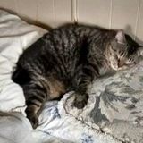 Pet And Livestock Care