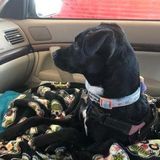 Dog sitter in your home for a few hours on occasional weekends and possibly week days.