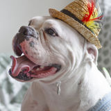 Pets, Dance, Engagement and Portraiture