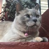 Cedar Rapids Pet Sitter Looking For Work in Iowa