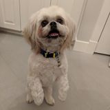 Seeking Provo House Sitter Jobs!