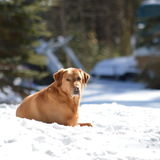 Searching for Utterson Animal Caregiver Opportunity
