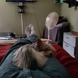 Honest Dog Sitter in Robbinsdale, Minnesota