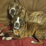 Seeking pet sitting job opportunity in Valdosta, Georgia. I am a caring patient animal lover.