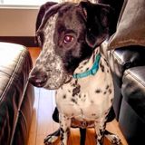 3/9-11 Need sitter with no other dogs