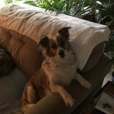 Available: In your home pet sitting service Arkansas